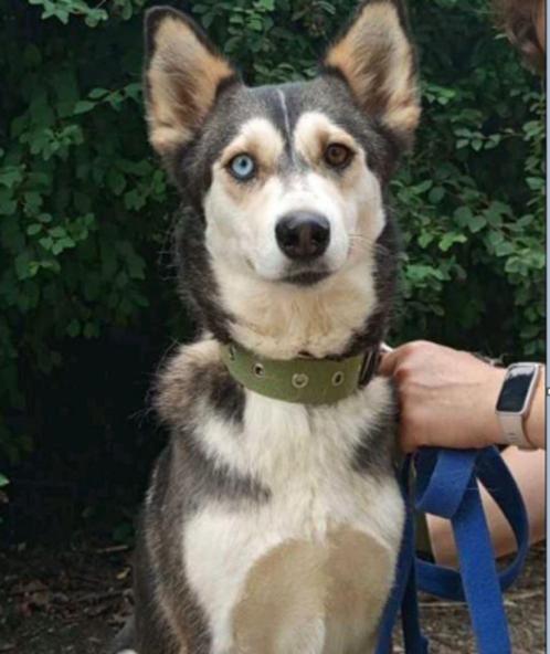 Annabelle is een prachtige husky met gekleurde ogen, Dieren en Toebehoren, Honden | Niet-rashonden, Middel, Teef, Particulier