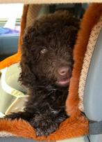 Labradoodle pup te koop, Dieren en Toebehoren, Honden | Niet-rashonden, Reu, 8 tot 15 weken, CDV (hondenziekte), Eén hond