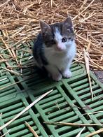 Boerderij kittens, Dieren en Toebehoren, 0 tot 2 jaar