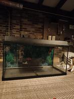 Juwel aquarium 80 cm, Dieren en Toebehoren, Vissen | Aquaria en Toebehoren, Ophalen, Leeg aquarium