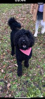 Labradoodle 2 jaar, Rabiës (hondsdolheid), Reu, 1 tot 2 jaar, Labrador retriever
