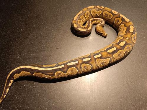 Ballpython 1.0 cinnamon fire yb/asphalt nk 22, Dieren en Toebehoren, Reptielen en Amfibieën, Slang