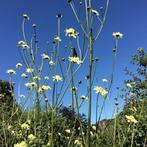 Te koop cephalaria gigantea, Tuin en Terras, Planten | Tuinplanten, Overige soorten, Volle zon, Vaste plant, Ophalen of Verzenden