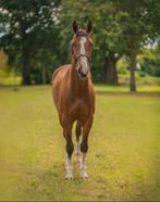 Talentvolle 4jr ruin uit een internationale springmerrie, Dieren en Toebehoren, Paarden, Springpaard, B, Ruin, 3 tot 6 jaar