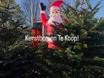 Kerstbomen Nordman prachtige bomen Te Koop!, Tuin en Terras, Planten | Bomen, Ophalen, Zomer, Volle zon, Overige soorten