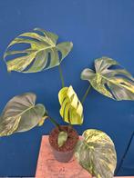 Monstera Aurea Big Form p17 (2), Huis en Inrichting, Kamerplanten, Ophalen of Verzenden, Halfschaduw, Minder dan 100 cm