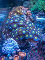 +- 100 poliepen "Blue Walter" Zoanthus!!, Vis