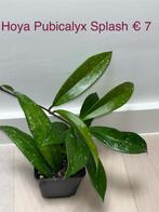 Hoya Pubicalyx Splash, Overige soorten, Minder dan 100 cm, Halfschaduw, Verzenden