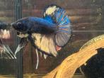 Wild betta hybrid male, Dieren en Toebehoren, Vissen | Aquariumvissen, Vis