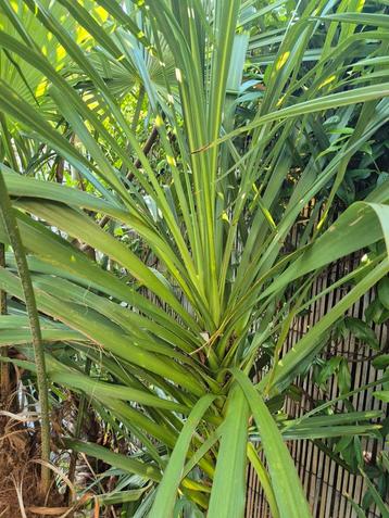Mooie koolpalm (totaal zeker 2 meter hoog) beschikbaar voor biedingen