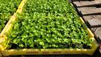 Biologische knolselderij planten, Tuin en Terras, Planten | Tuinplanten, Ophalen, Volle zon, Groenteplanten, Eenjarig
