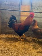 Raszuivere welsumer haan, Mannelijk, Kip