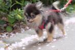 Gezin wil klein hondje en/of pup die geen thuis kan vinden, Dieren en Toebehoren, Rabiës (hondsdolheid), 15 weken tot 1 jaar, Overige rassen