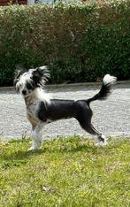 Chinese crested naakthondje verry hairless, Dieren en Toebehoren, Honden | Chihuahua's en Gezelschapshonden, 1 tot 2 jaar, Teef