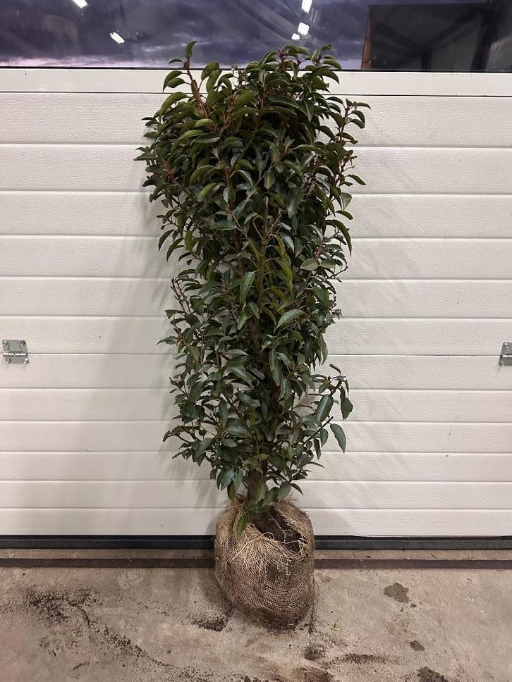 Portugese laurier - Prunus lusitanica Angustifolia, Tuin en Terras, Planten | Struiken en Hagen, Laurier, Minder dan 100 cm, Ophalen of Verzenden