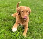 Lief toller teefje - Nova scotia duck tolling retriever, Rabiës (hondsdolheid), 15 weken tot 1 jaar, Overige rassen, Teef
