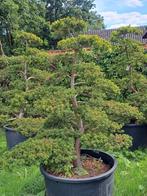 Taxus Niwaki, Tuin en Terras, Planten | Bomen, Ophalen, Bloeit niet, Halfschaduw, Overige soorten