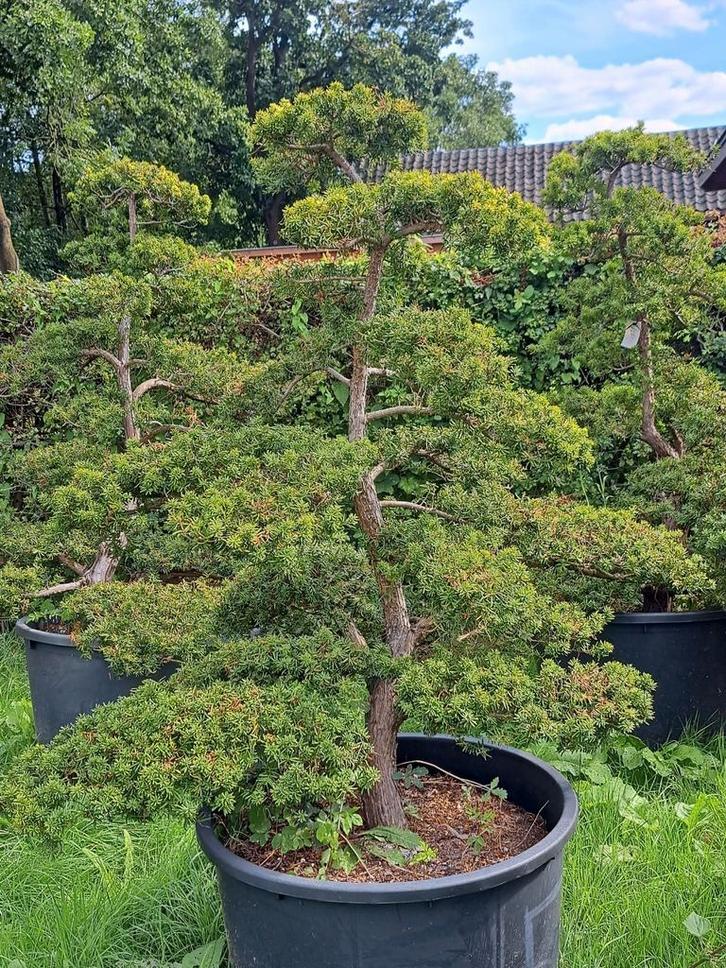 Taxus Niwaki, Tuin en Terras, Planten | Bomen, Overige soorten, Minder dan 100 cm, Halfschaduw, Bloeit niet, Ophalen
