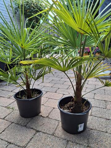 Palmbomen winterhard Trachycarpus Fortunei beschikbaar voor biedingen