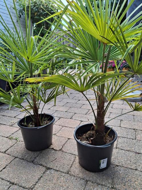Palmbomen winterhard Trachycarpus Fortunei, Tuin en Terras, Planten | Tuinplanten, Overige soorten, Volle zon, Bloeit niet, Ophalen