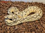 HOUTEN - 1.1 Pastel blade Clown / Pastel Clown-Koppel € 75,-, Dieren en Toebehoren, Reptielen en Amfibieën, Slang, 0 tot 2 jaar