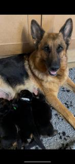 Duitse herder pups, Dieren en Toebehoren, Honden | Herdershonden en Veedrijvers, CDV (hondenziekte), 8 tot 15 weken, Meerdere