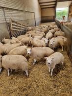 ramlammeren, Dieren en Toebehoren, Schapen, Geiten en Varkens, Mannelijk, Schaap, 0 tot 2 jaar