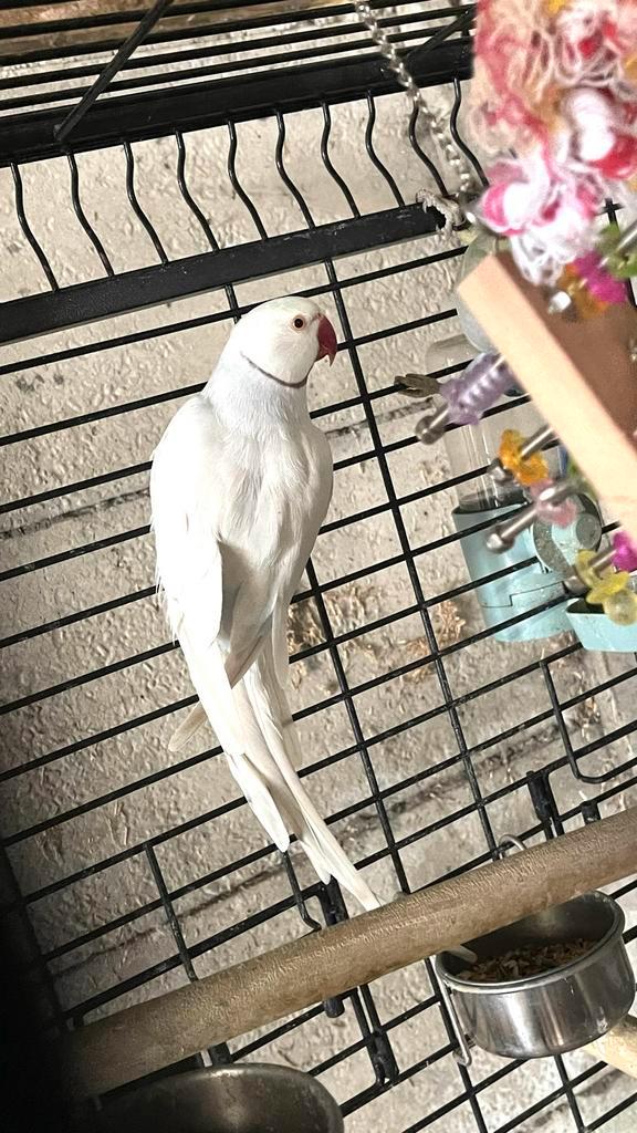 Halsbandparkieten (koppel), Dieren en Toebehoren, Vogels | Parkieten en Papegaaien, Parkiet, Meerdere dieren, Tam