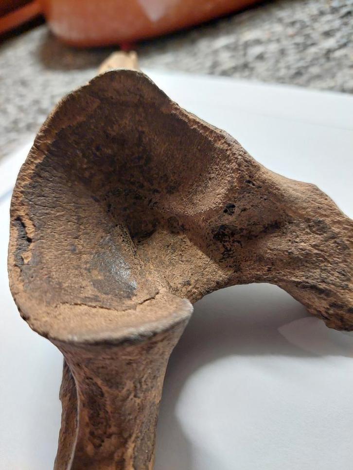 Mammoetbot Fossiel, Verzamelen, Mineralen en Fossielen, Fossiel, Ophalen of Verzenden