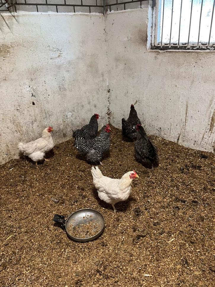 Kippen/Hennen 1 euro  o.a. noordhollandse blauwe, Dieren en Toebehoren, Pluimvee, Kip, Vrouwelijk