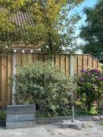 Hulst, Tuin en Terras, Planten | Struiken en Hagen, Ophalen of Verzenden, Hulst