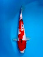 Sanke 28-35cm Hirasawa Japanse koi, Karper of Koi