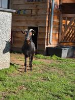 Lieve geiten zoeken nieuw huisje, Dieren en Toebehoren, Schapen, Geiten en Varkens, Vrouwelijk, Geit, 0 tot 2 jaar