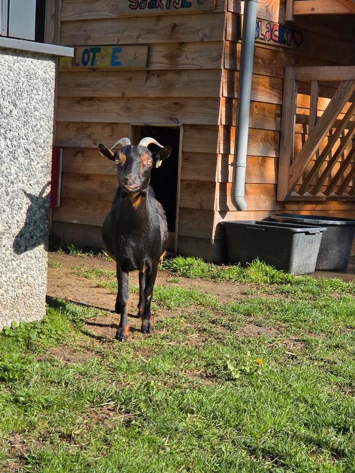 Lieve geiten zoeken nieuw huisje, Dieren en Toebehoren, Schapen, Geiten en Varkens, Geit, Vrouwelijk, 0 tot 2 jaar