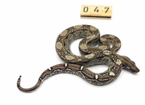 boa imperator Anery 66% albino leopard man, Dieren en Toebehoren, Reptielen en Amfibieën, Slang, 0 tot 2 jaar