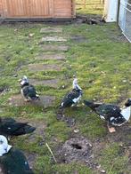 Muskus kaapse eenden, Dieren en Toebehoren, Pluimvee, Vrouwelijk, Eend