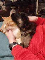 Duitse herder pups, Dieren en Toebehoren, 8 tot 15 weken, Meerdere, Meerdere dieren, Herder