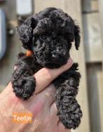 TOYPOEDEL PUPPY'S  ZE KUNNEN NU HET NEST VERLATEN, Dieren en Toebehoren, Honden | Chihuahua's en Gezelschapshonden, Poedel, 8 tot 15 weken