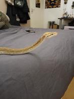 Ball python, Python regius, Koningspyhon, Dieren en Toebehoren, Reptielen en Amfibieën, Slang, Tam, 0 tot 2 jaar