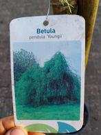 Betula pendula 'Youngii' - Treurberk, Ophalen, Nieuw, Generic, Generic address