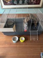 Cavia binnenhok met startpakket, Dieren en Toebehoren, Kooi, 110 cm of meer, Cavia, Ophalen