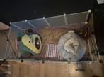 Cavia cubuskooi trixi, Minder dan 60 cm, Kooi, Ophalen of Verzenden, Zo goed als nieuw
