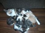 Mooie, lieve kittens opgegroeid in huiselijke kring, Dieren en Toebehoren, Meerdere dieren, Kortharig, 0 tot 2 jaar