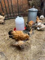 Brahma hanen, Dieren en Toebehoren, Mannelijk, Kip