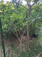 edgeworthia papierstruik 2 x, Ophalen, Overige soorten, Minder dan 100 cm