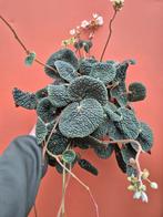 Begonia bullatifolia Bubble Leaf p14 (2), Ophalen of Verzenden, Halfschaduw, Minder dan 100 cm