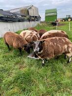 Diverse dekrammen te koop, Dieren en Toebehoren, Mannelijk, Schaap