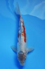 Koi, Steur, Japanse mat, Vijverpompen, Tricklefilters, Karper of Koi