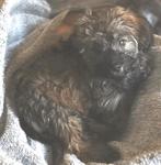 boomer reutje  (yorkshire x shih tzu) x York. Volledig geënt, Dieren en Toebehoren, Honden | Chihuahua's en Gezelschapshonden