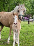 Gezocht weide te huur, Dieren en Toebehoren, Stalling en Weidegang, Weidegang, 2 of 3 paarden of pony's